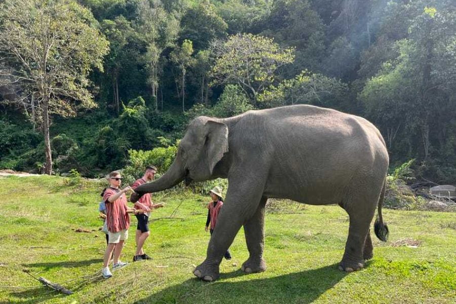 Sticky Waterfall and Elephant Sanctuary (Small group)