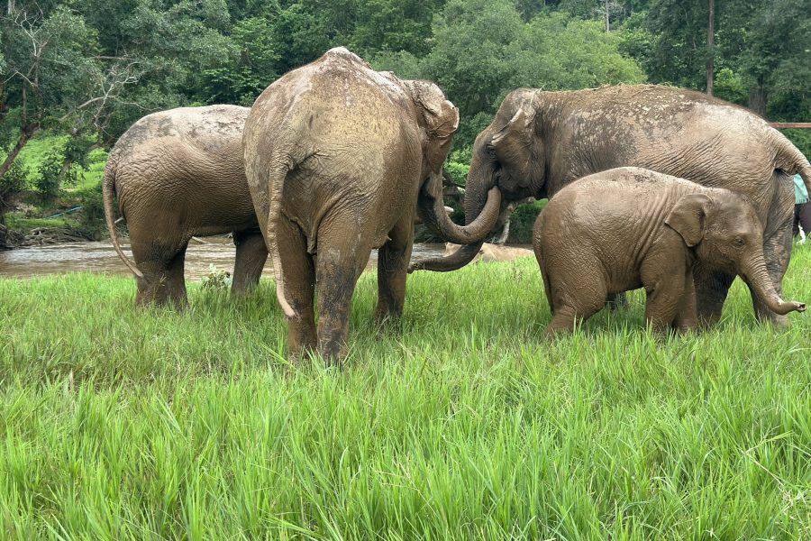 3 in 1 Zipline, Elephants Sanctury and Sticky Waterfall